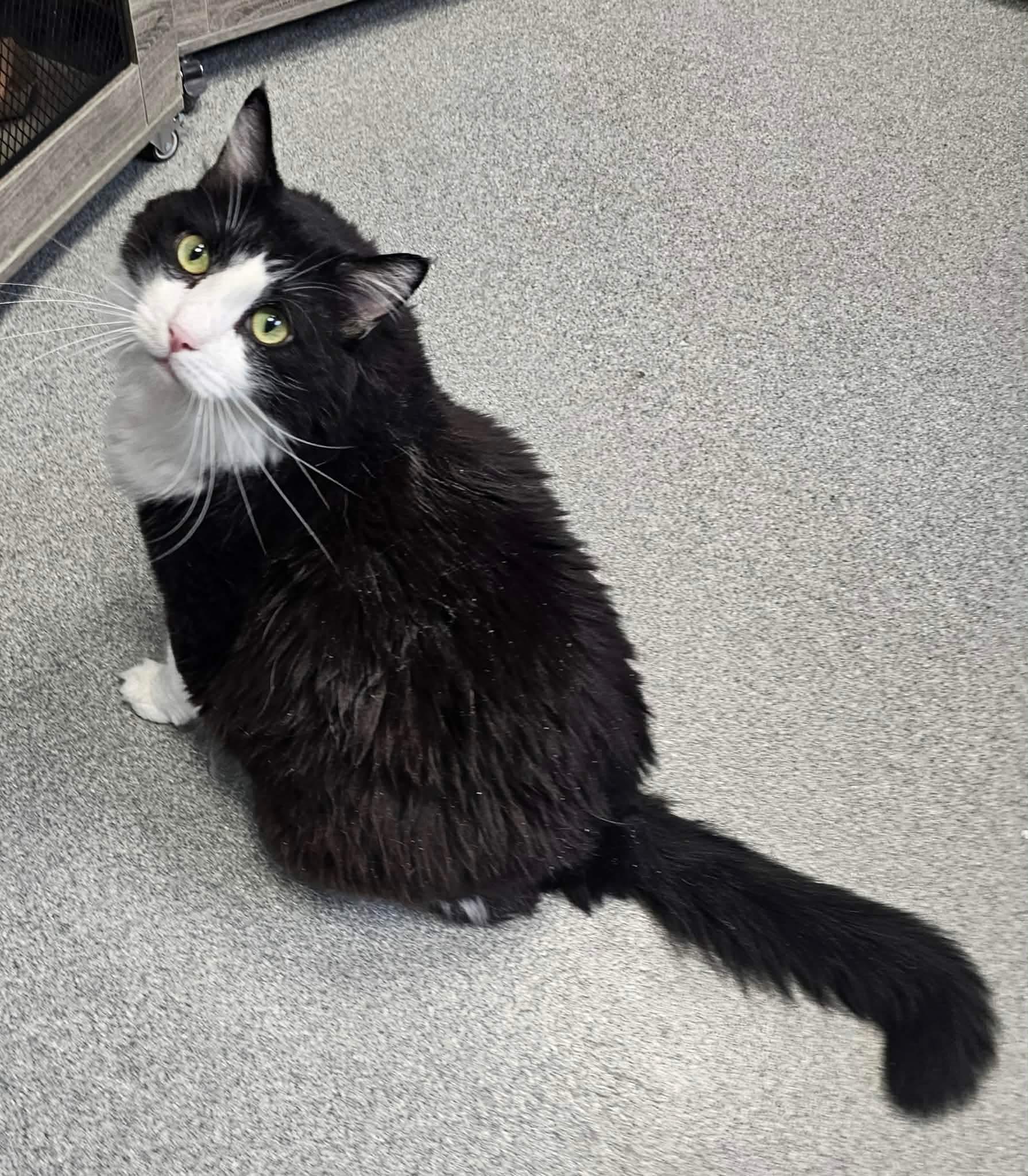Boots, ADOPTABLE, Adult Male Domestic Long Hair.