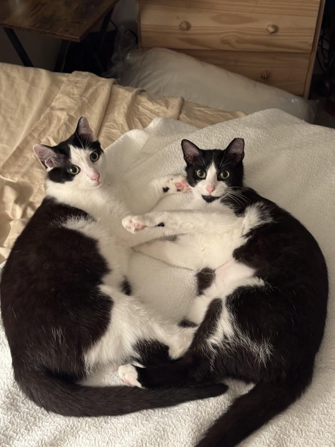 George & Ira, Young Male Domestic Short Hair