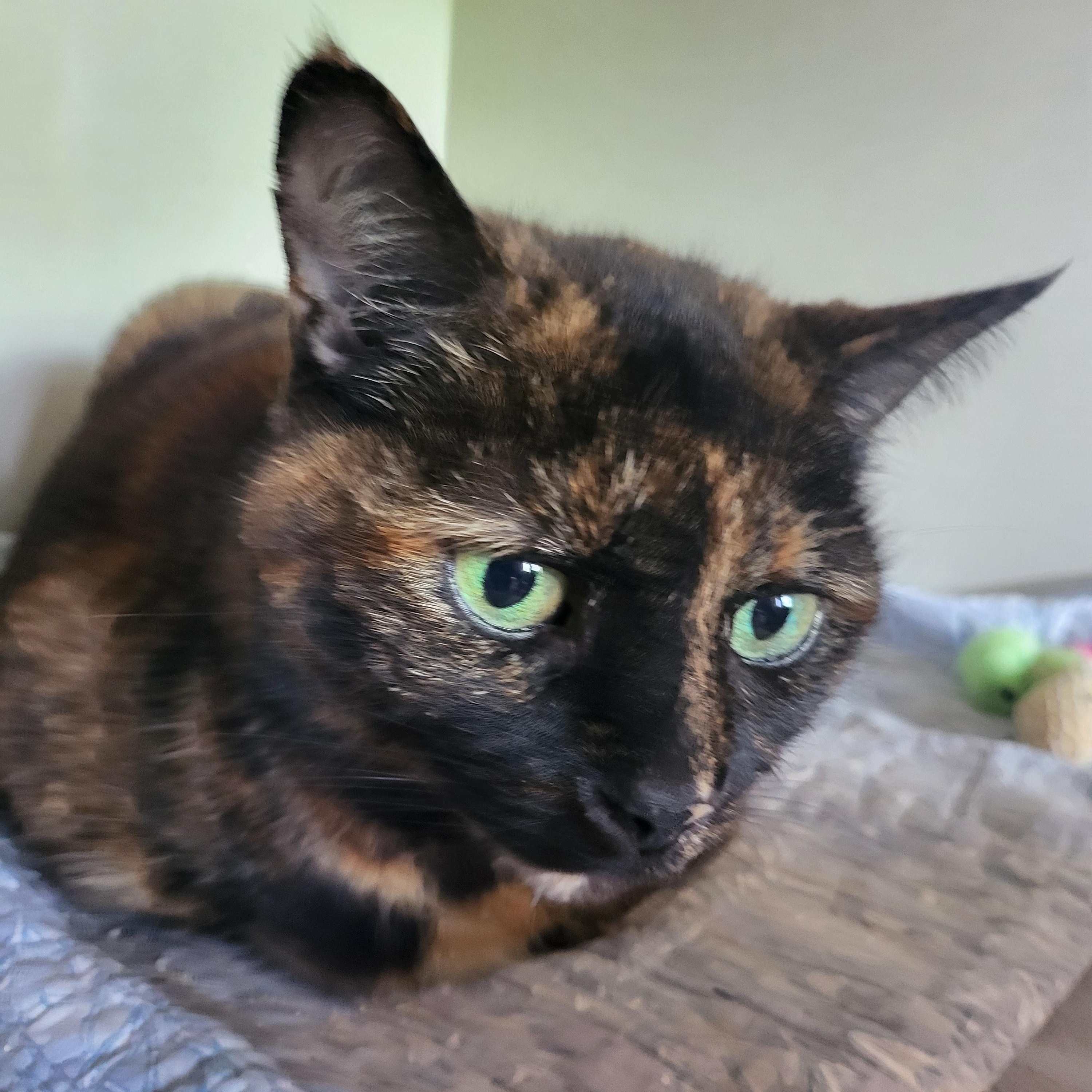 Callie, Senior Female Tortoiseshell