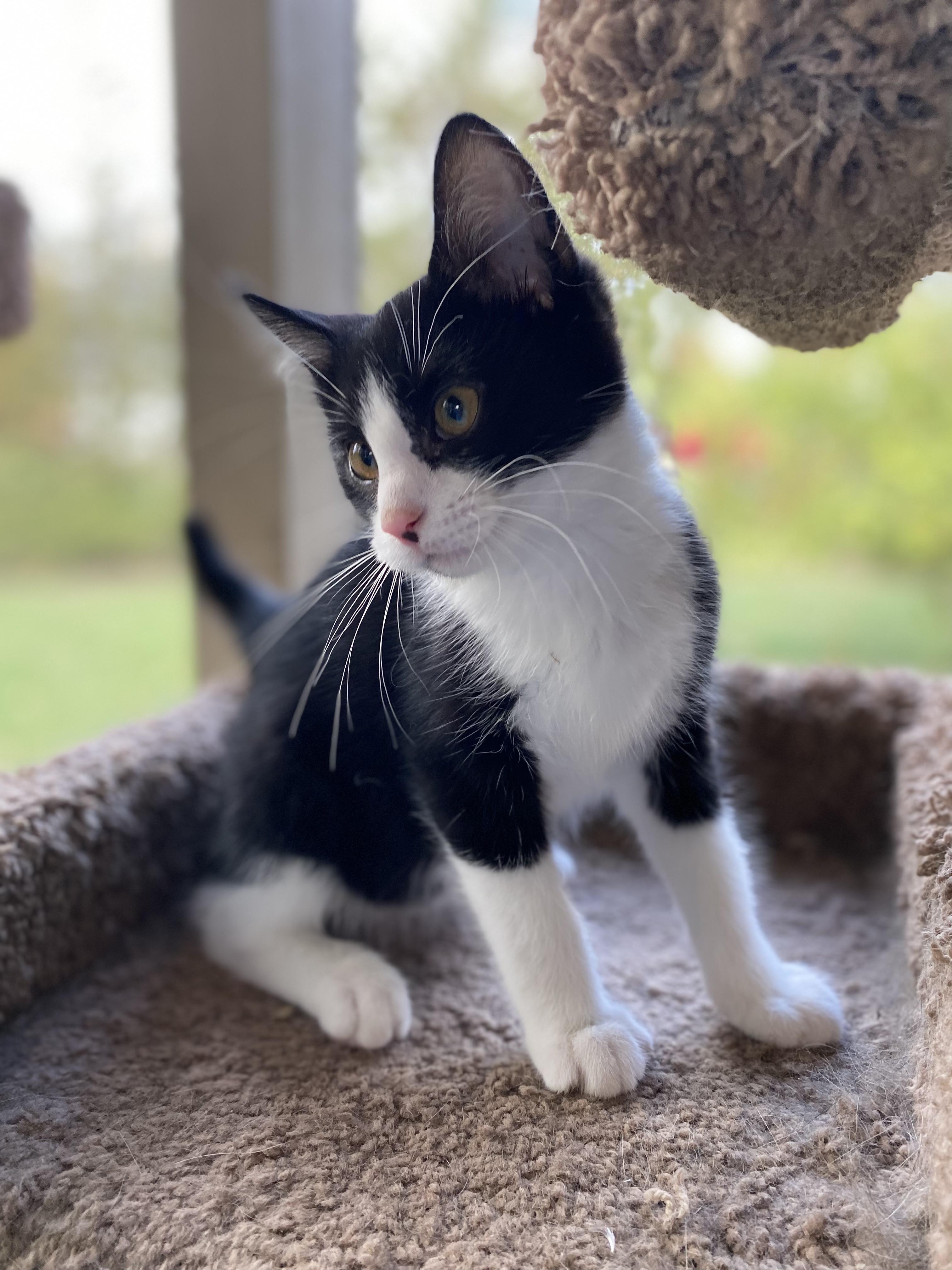 Piston, a Adoptable mixed breed in West Lafayette, IN image 1/6