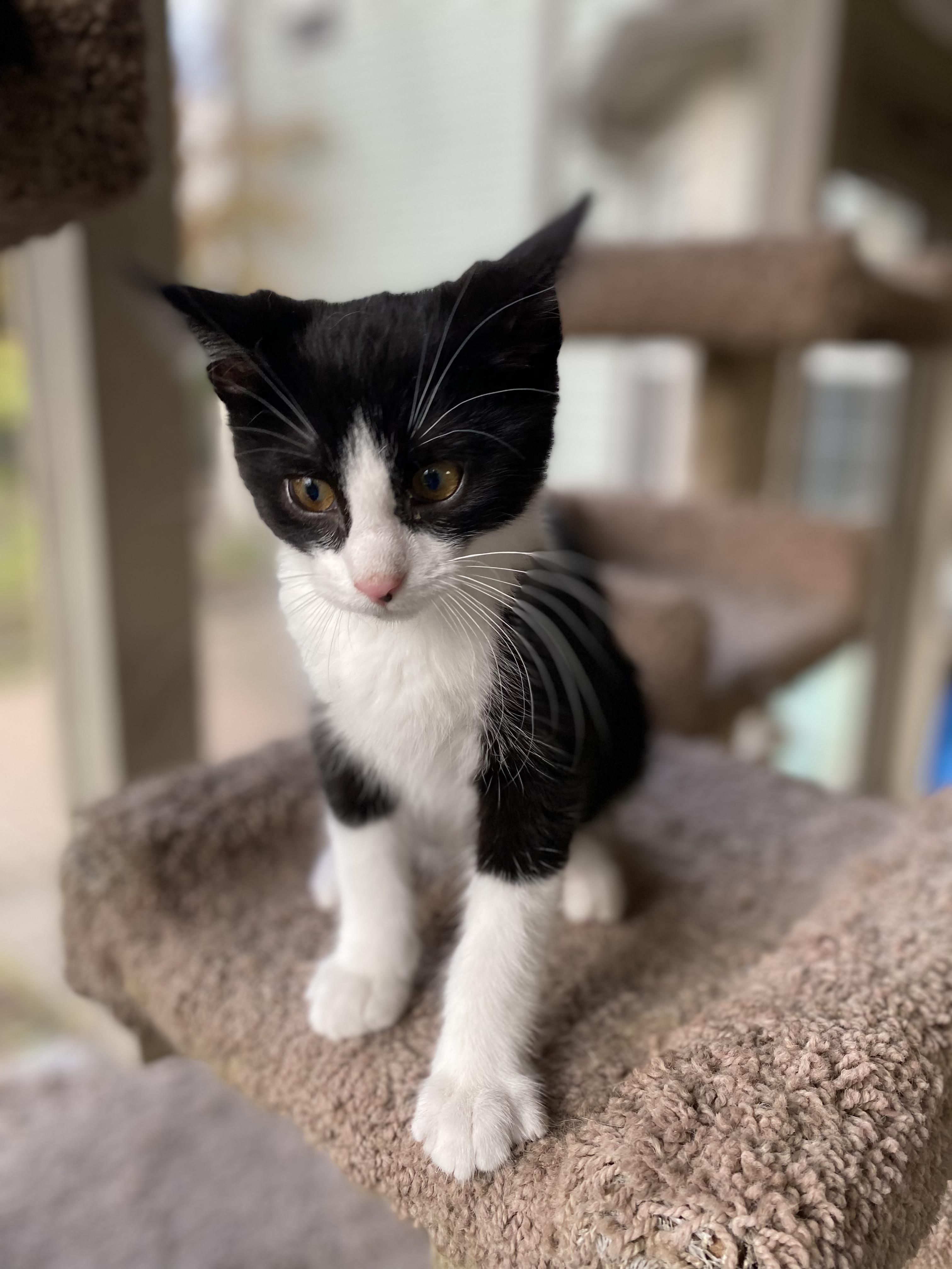 Piston, a Adoptable mixed breed in West Lafayette, IN image 3/6