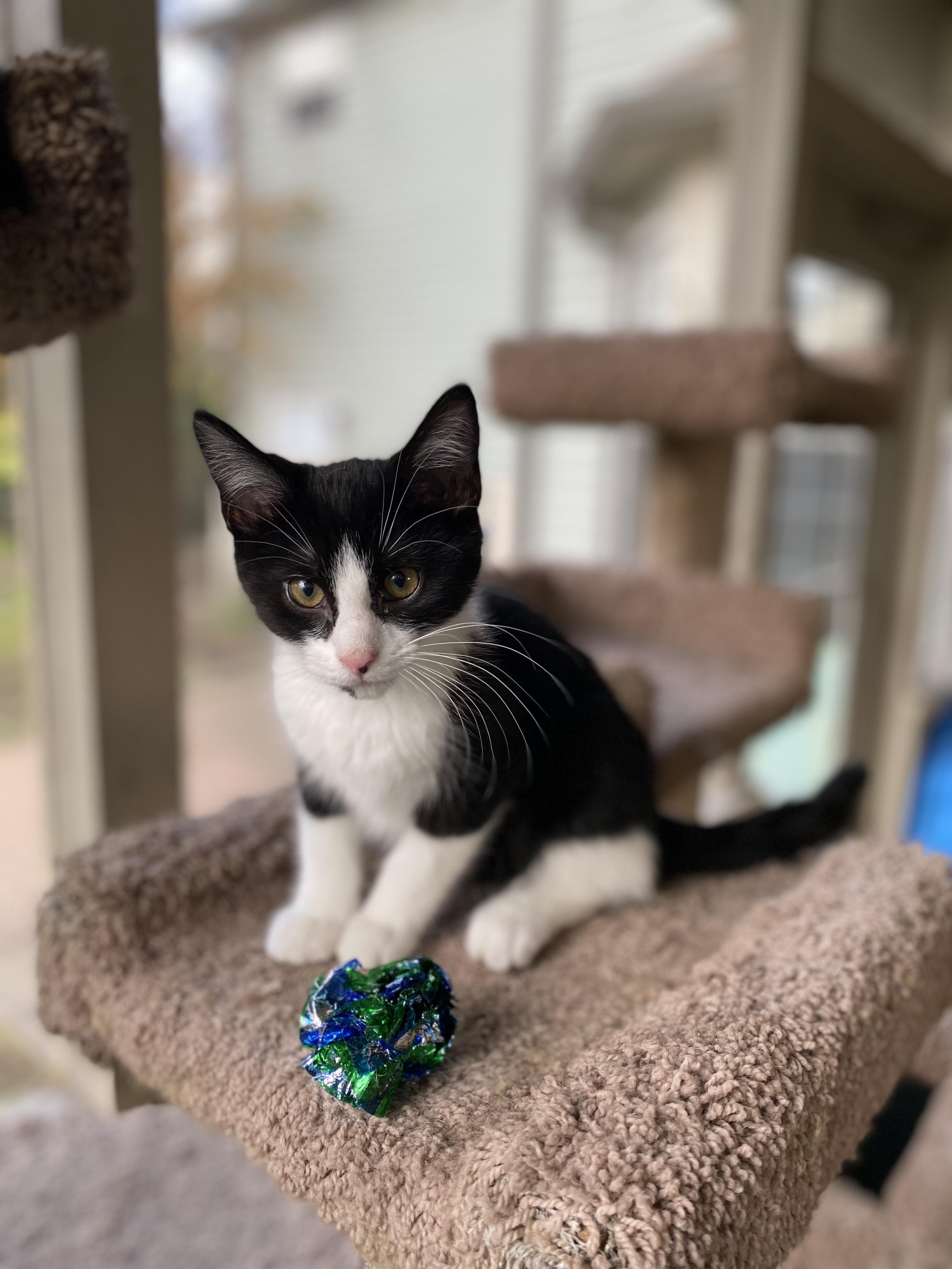 Piston, a Adoptable mixed breed in West Lafayette, IN image 4/6