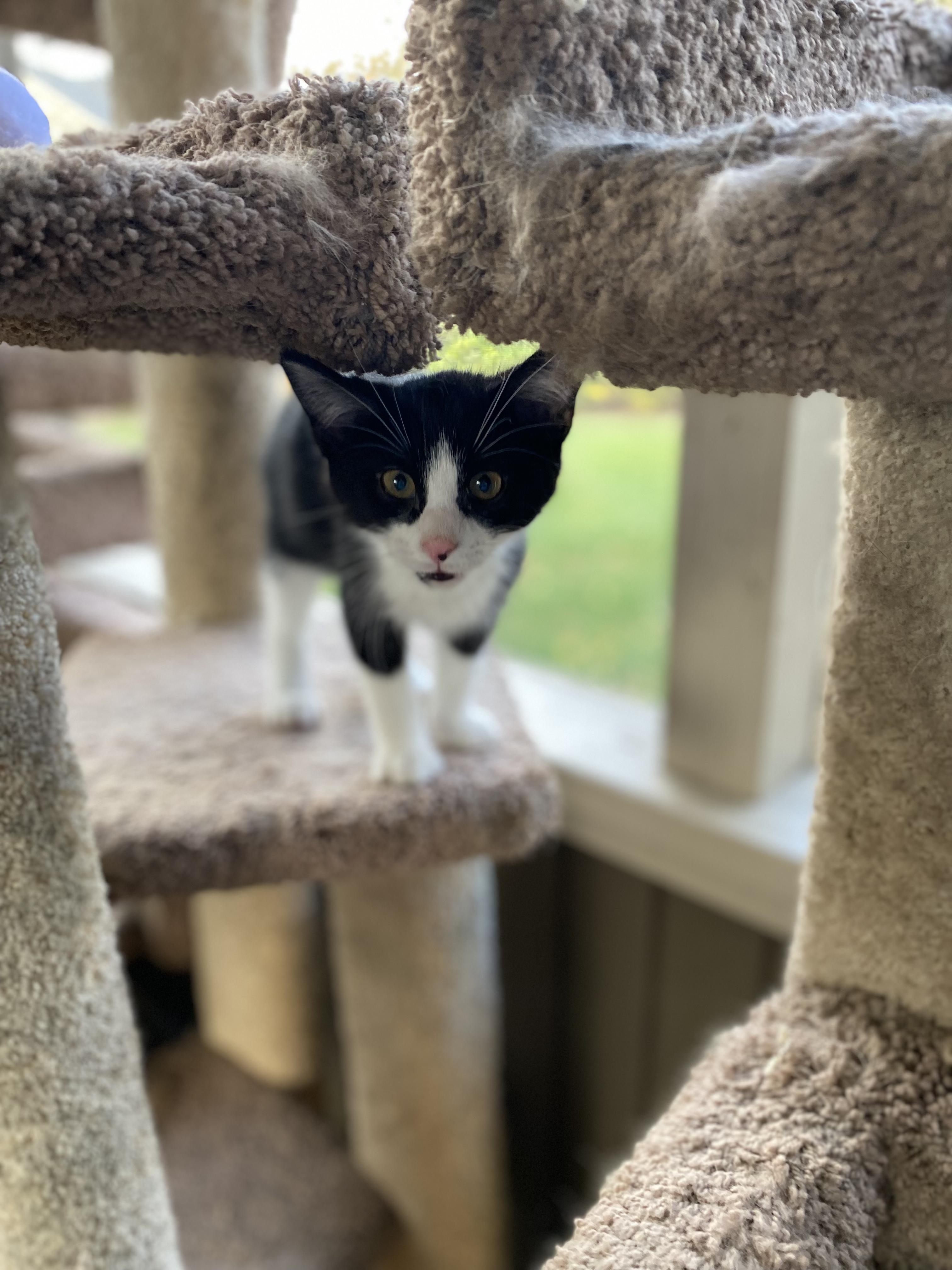 Piston, a Adoptable mixed breed in West Lafayette, IN image 5/6