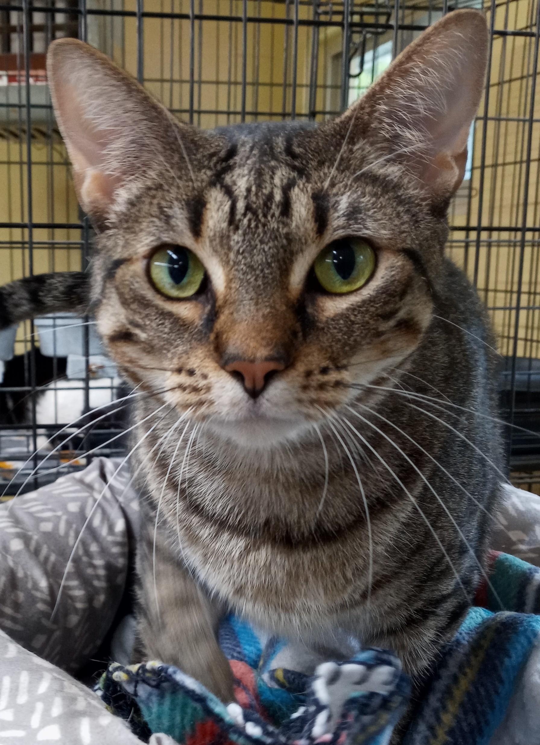Alana, Adult Female Domestic Short Hair