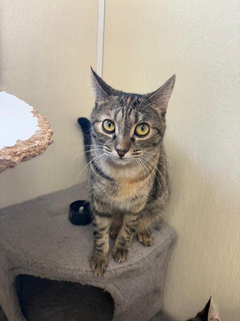 Juno, Adoptable, Young Female Calico & Tabby.
