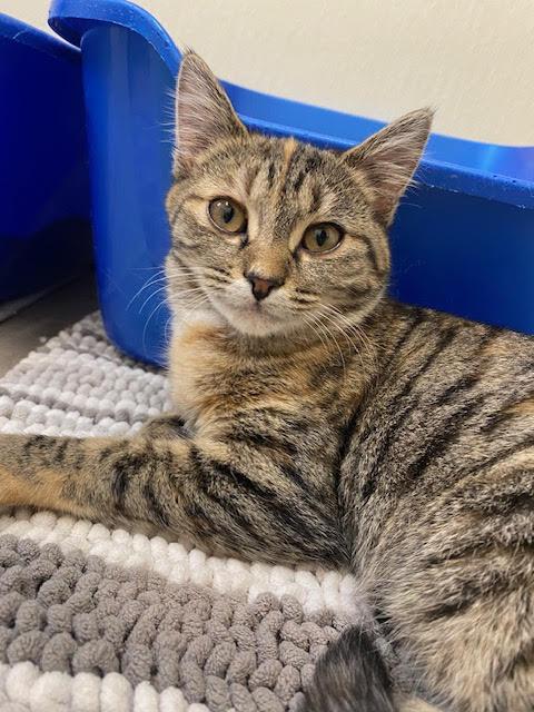 Juno, Adoptable, Young Female Calico & Tabby.