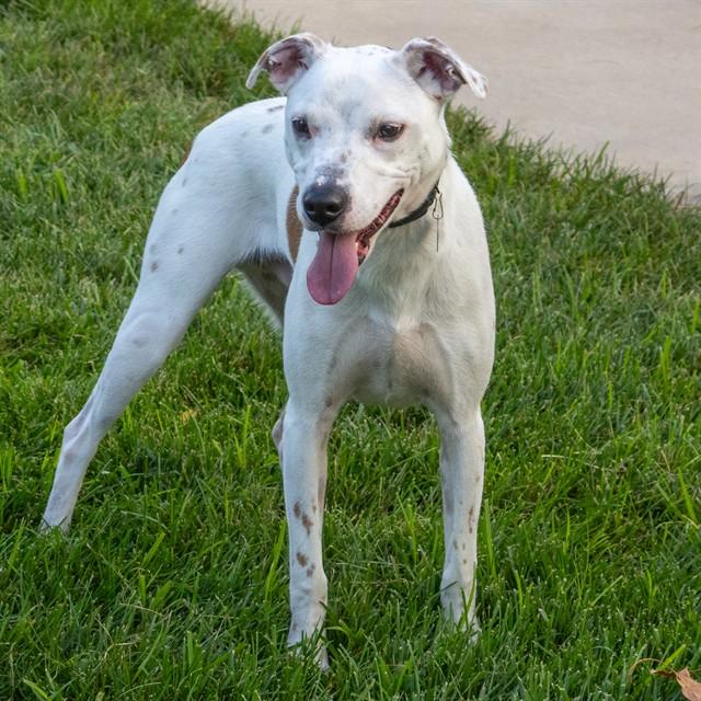 BINGO, Adoptable, Young Male Beagle & Mixed Breed.