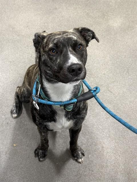 NALA, Adoptable, Young Female Dutch Shepherd.