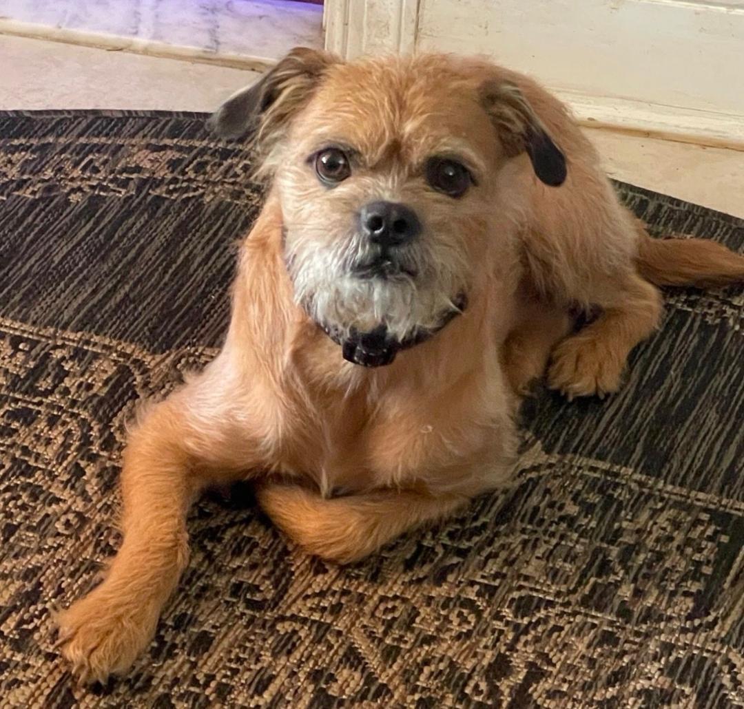 Rocky, adopted, Adult Male Pug & Poodle (Toy).