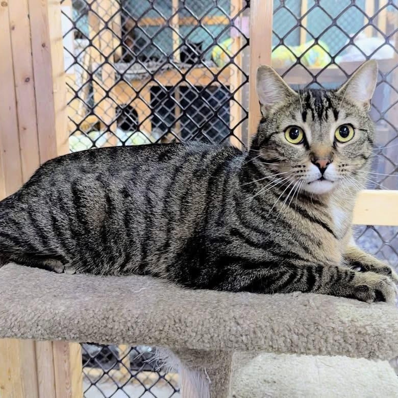 DAYSI, a Adoptable Tabby in Delhi, ON image 2/2