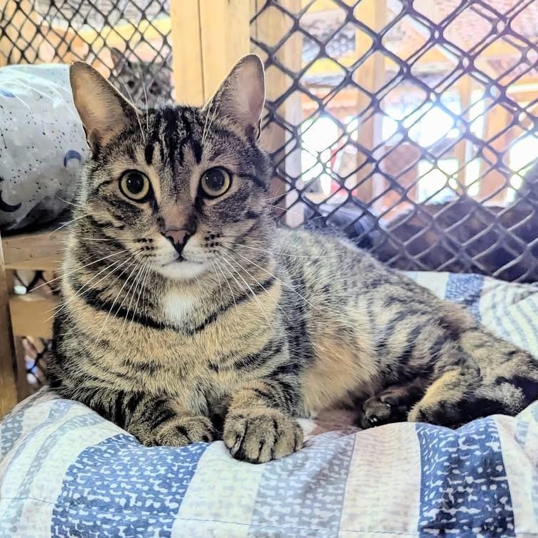 DAYSI, Adoptable, Adult Male Tabby.