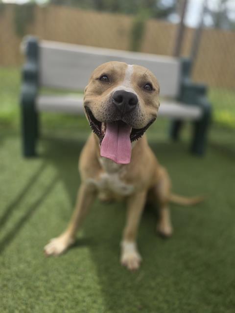 Enlarge BRUTUS, a Adoptable Mixed Breed in Columbia, SC image 1/1