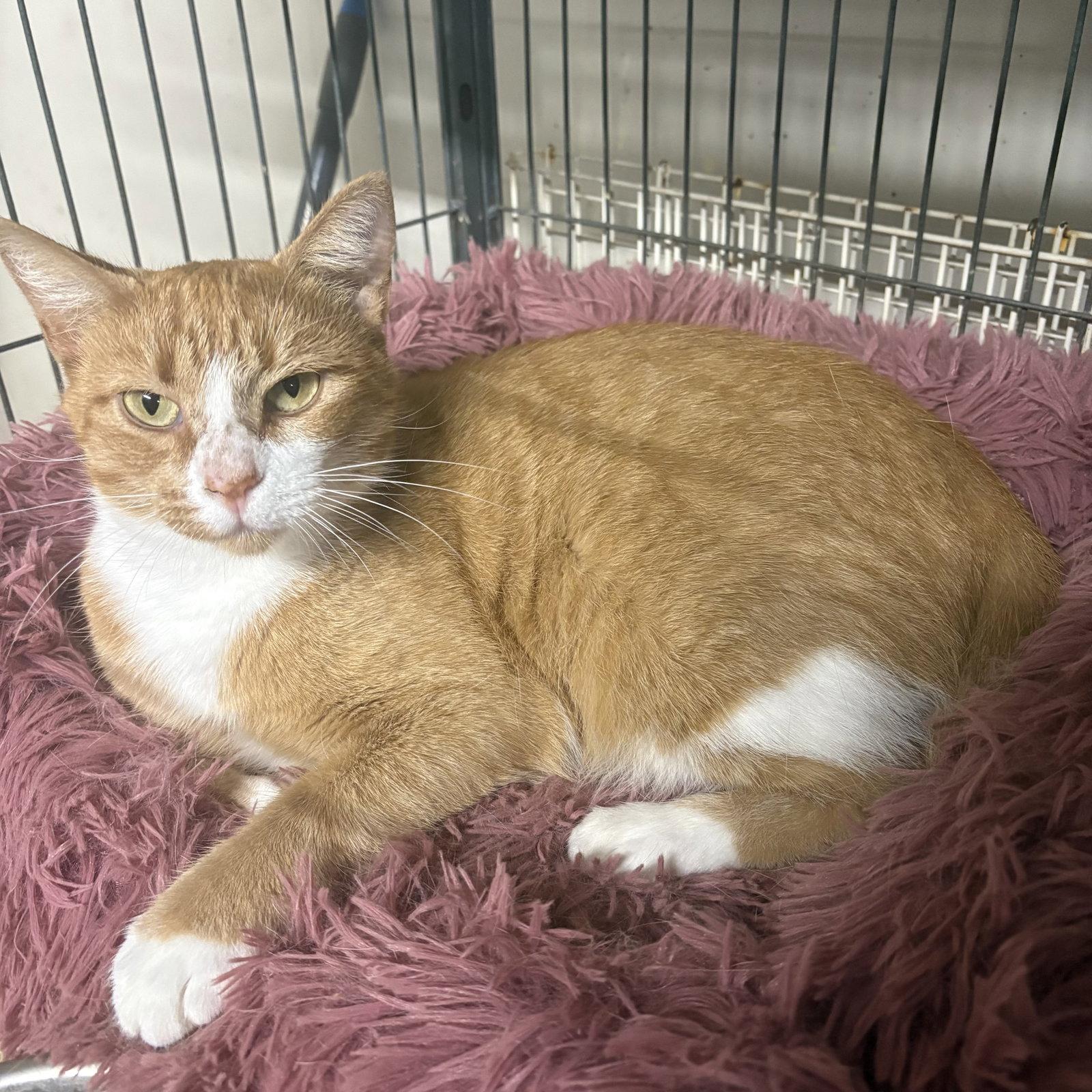 RV    ( th), ADOPTABLE, Adult • Female, American Bobtail.