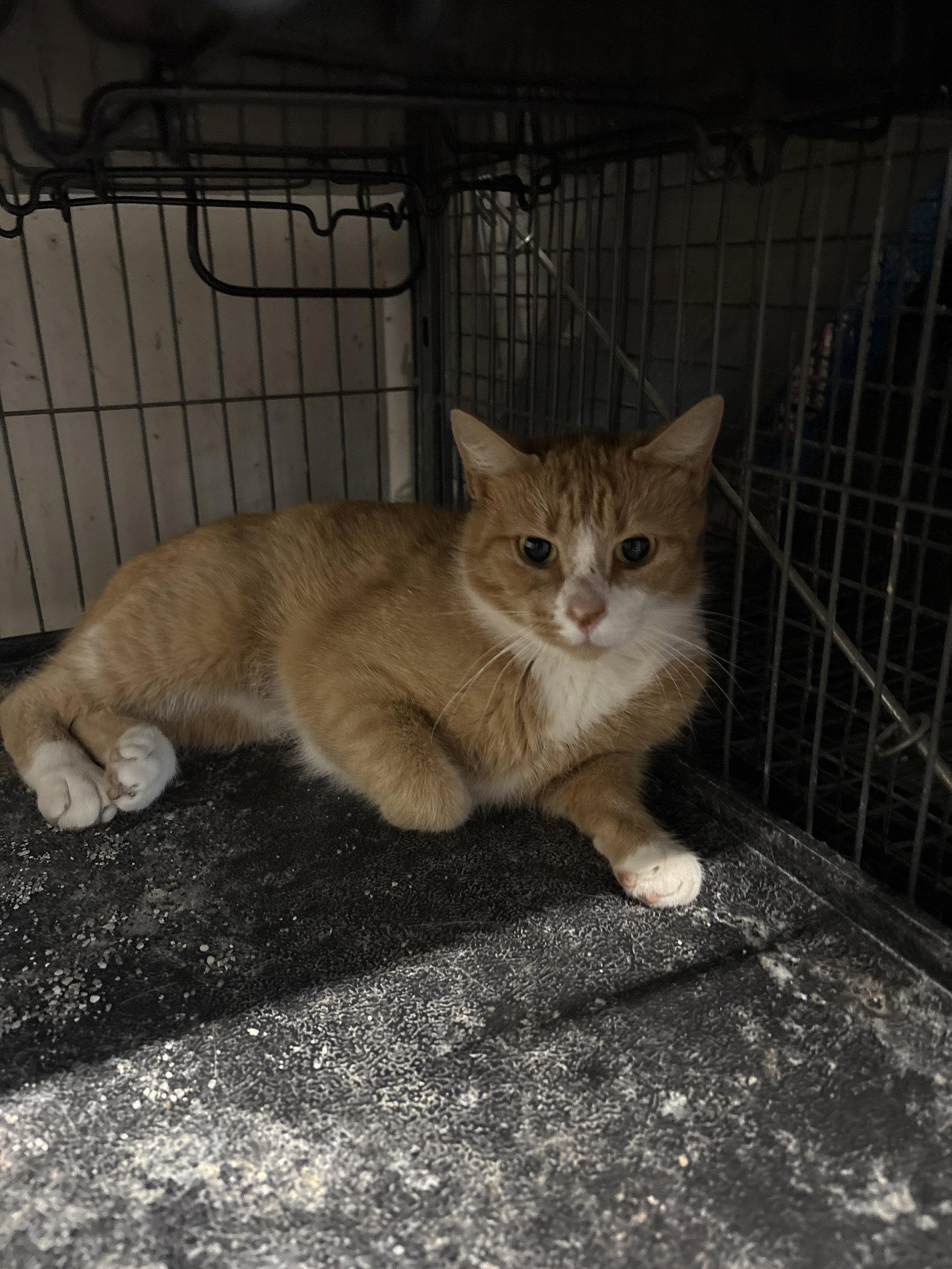 RV    ( th), Adoptable, Adult Female American Bobtail.