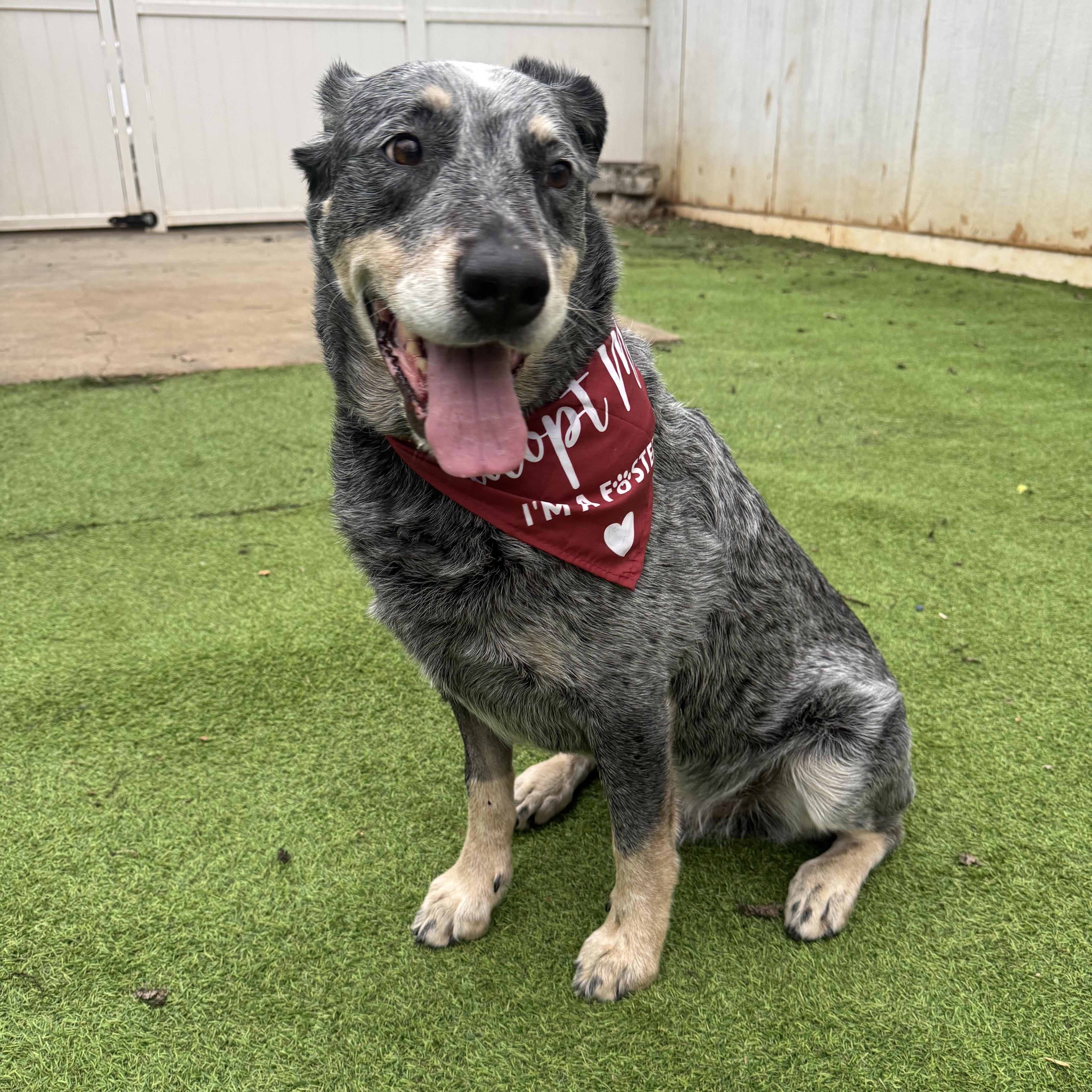 Enlarge Calum, a ADOPTABLE Australian Cattle Dog / Blue Heeler in Suffield, CT image 1/2