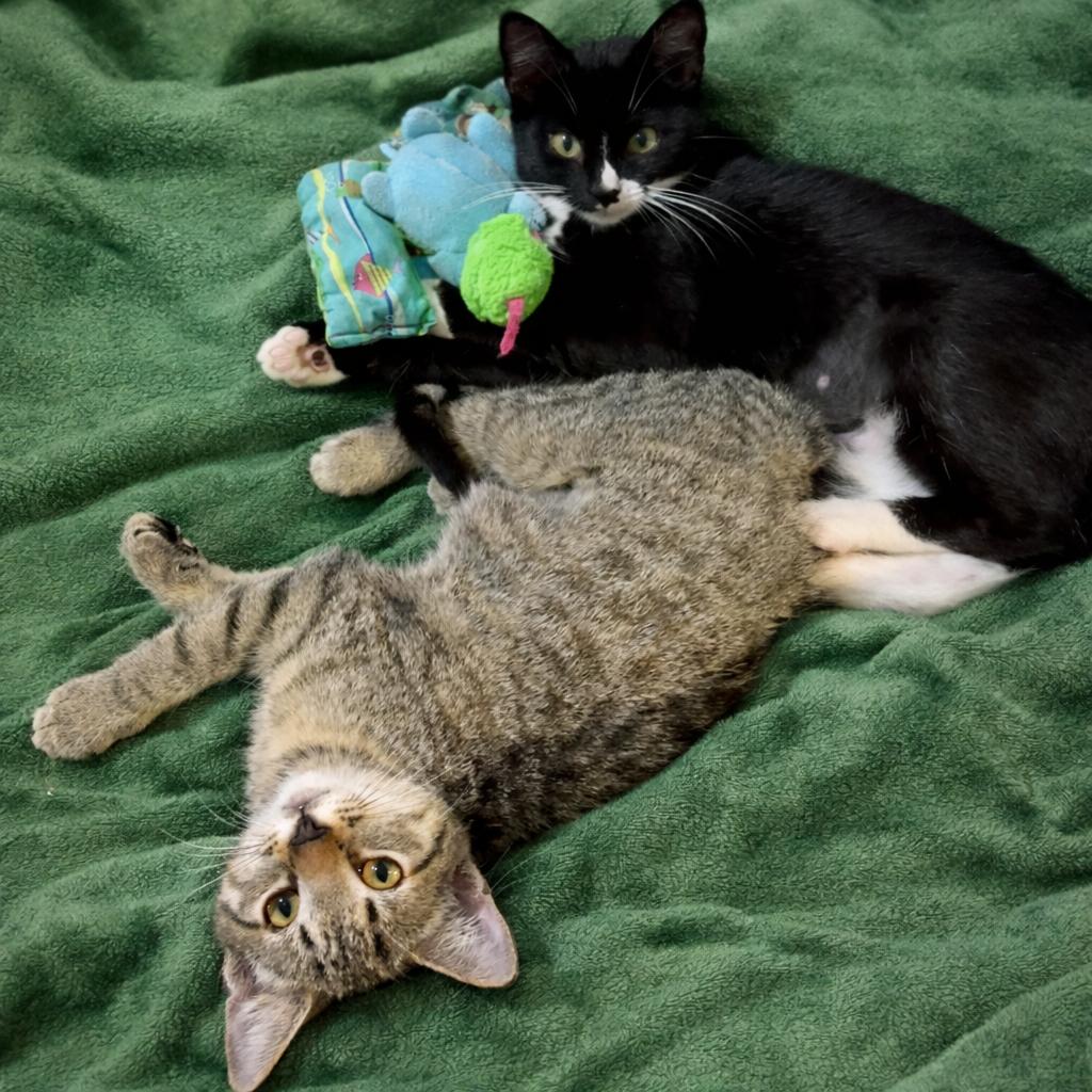 Thistle, an adopted Domestic Short Hair in Lantana, FL image 5/6