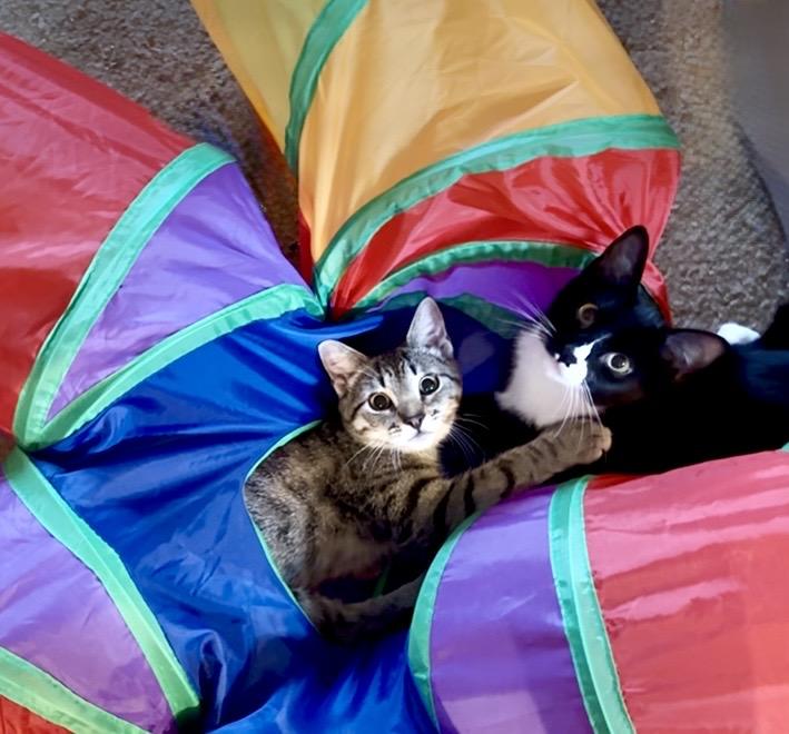 Thistle, an adopted Domestic Short Hair in Lantana, FL image 6/6