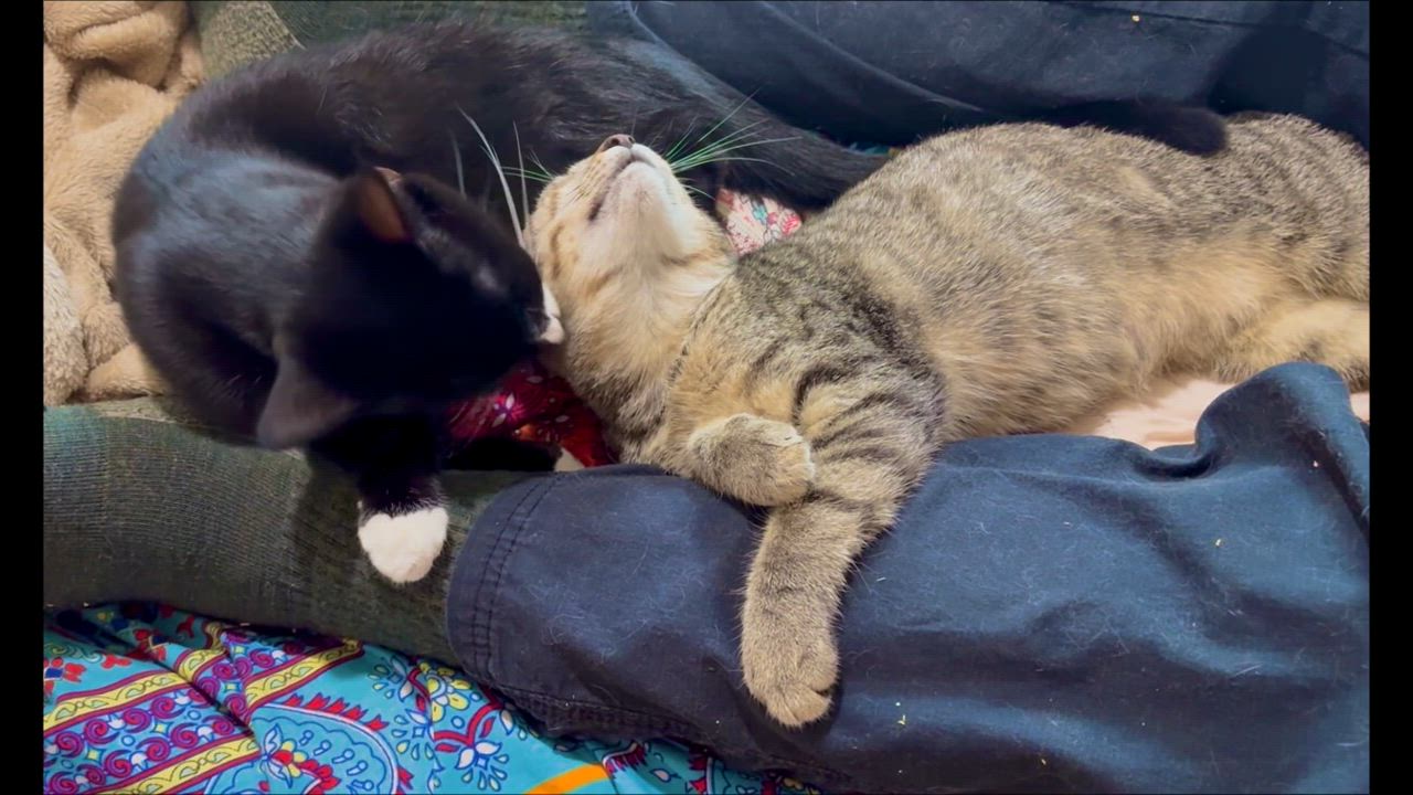 Enlarge Thistle, an adopted Domestic Short Hair in Lantana, FL video 4/6