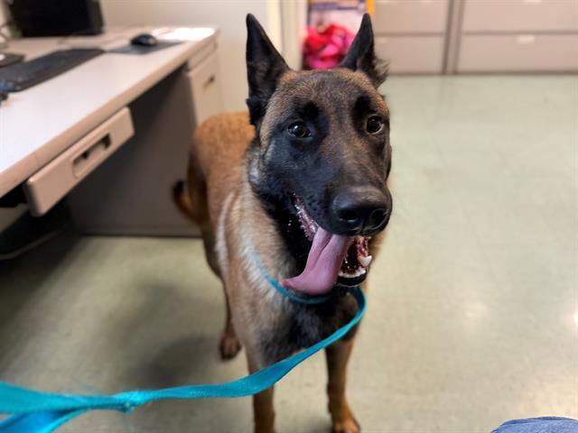 SKOR, Adoptable, Young Male Belgian Shepherd / Malinois.