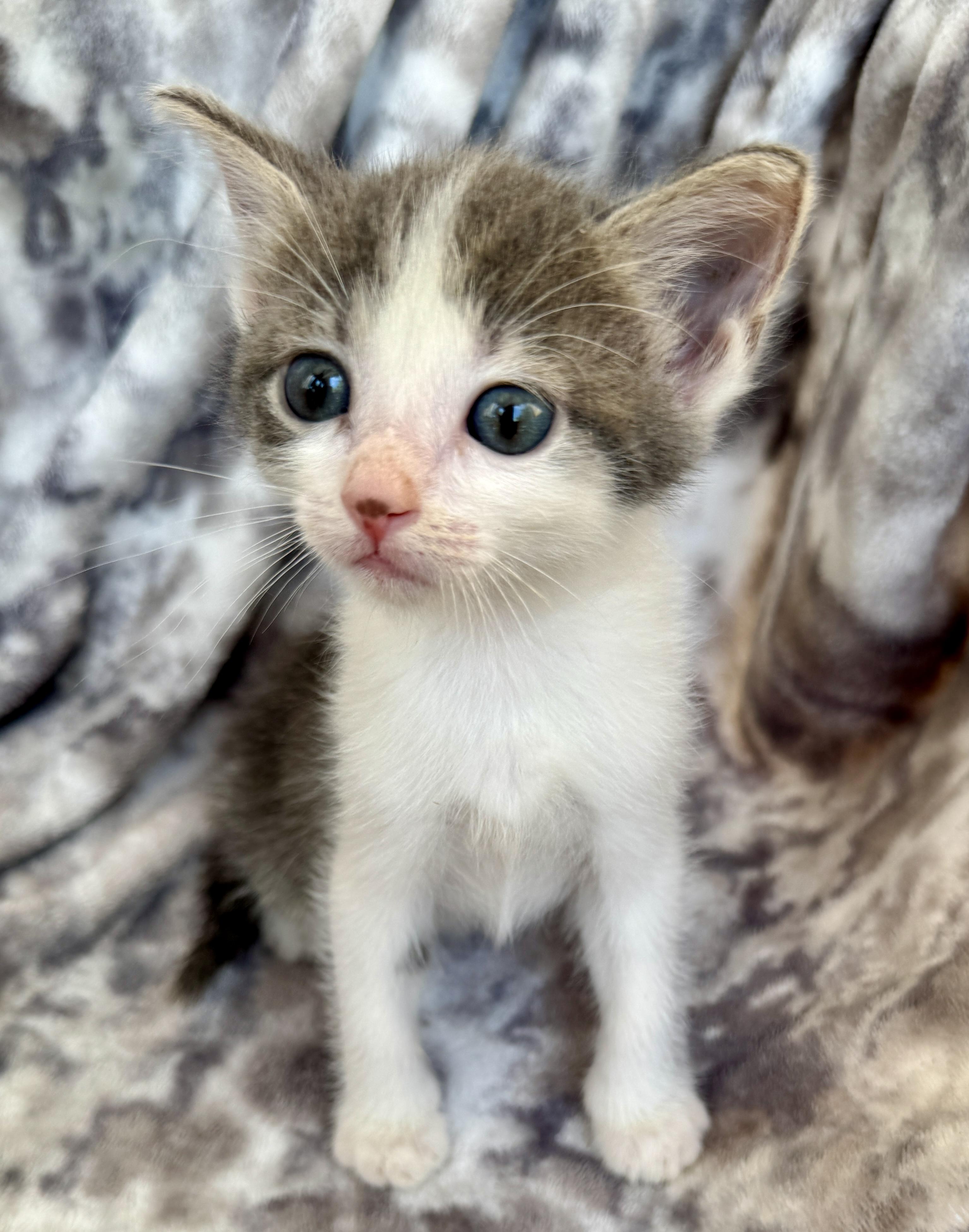 Arabella, ADOPTABLE, Kitten Female Domestic Short Hair.