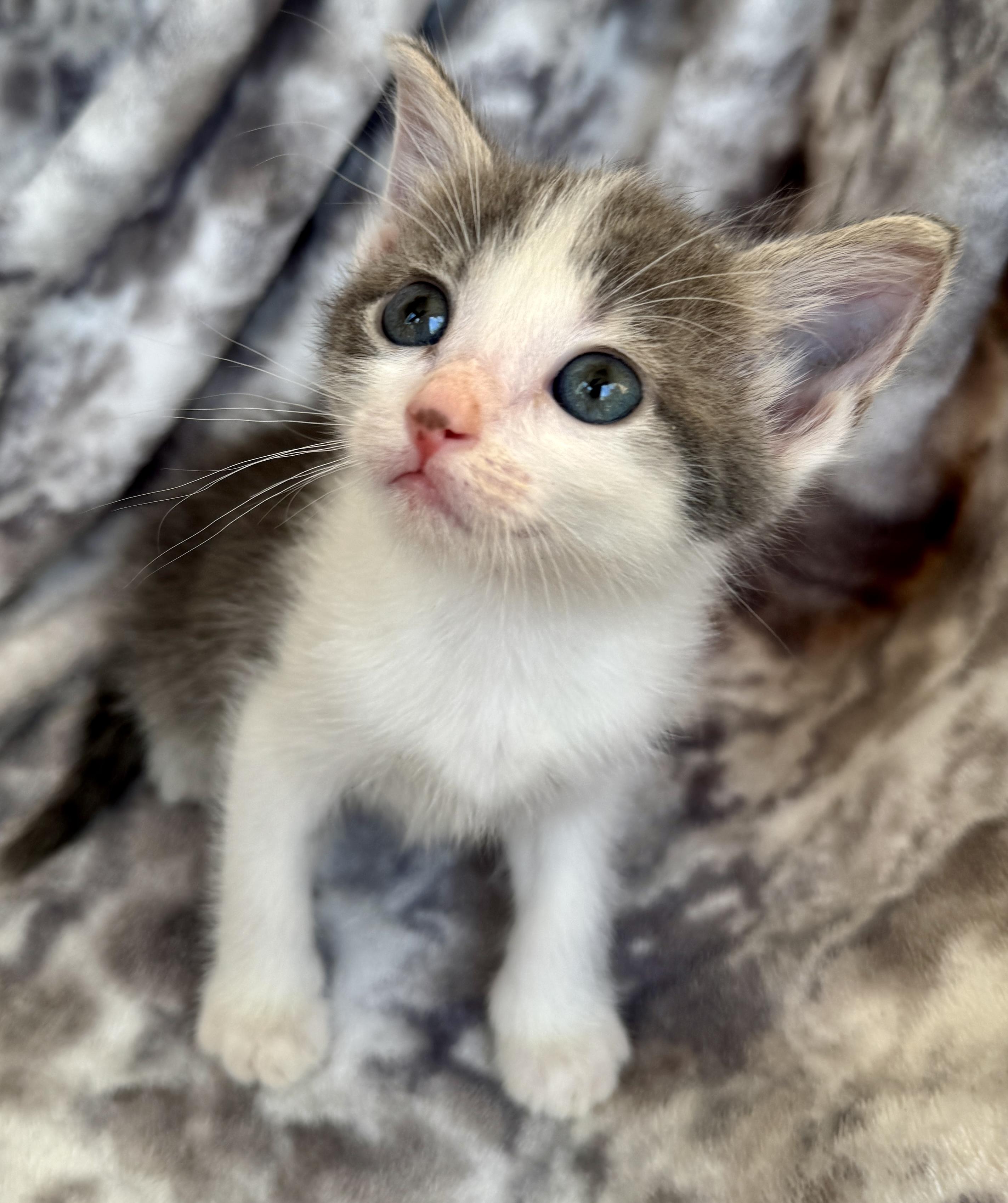 Enlarge Arabella, a ADOPTABLE Domestic Short Hair in Port Washington, WI image 2/3