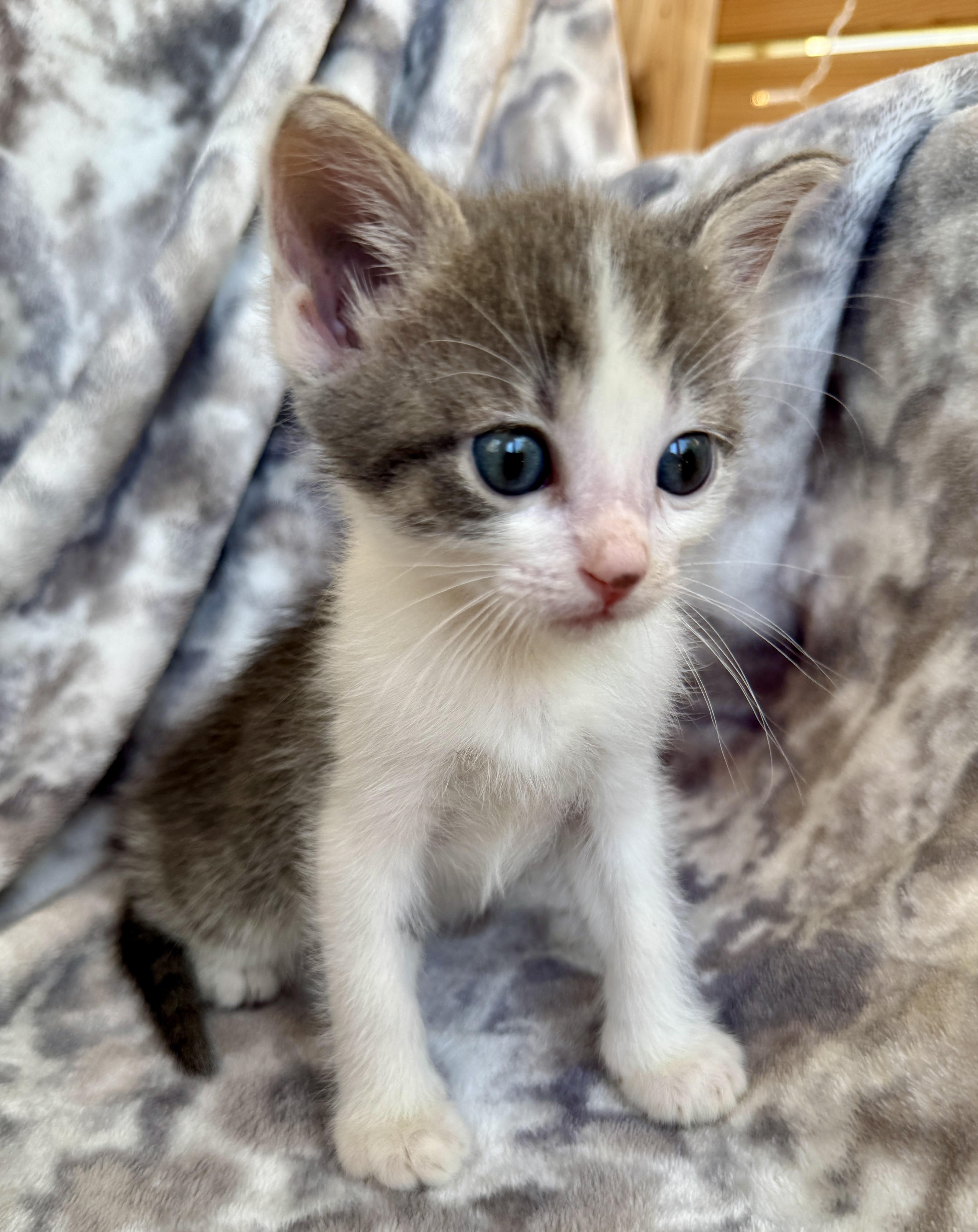 Enlarge Arabella, a ADOPTABLE Domestic Short Hair in Port Washington, WI image 3/3