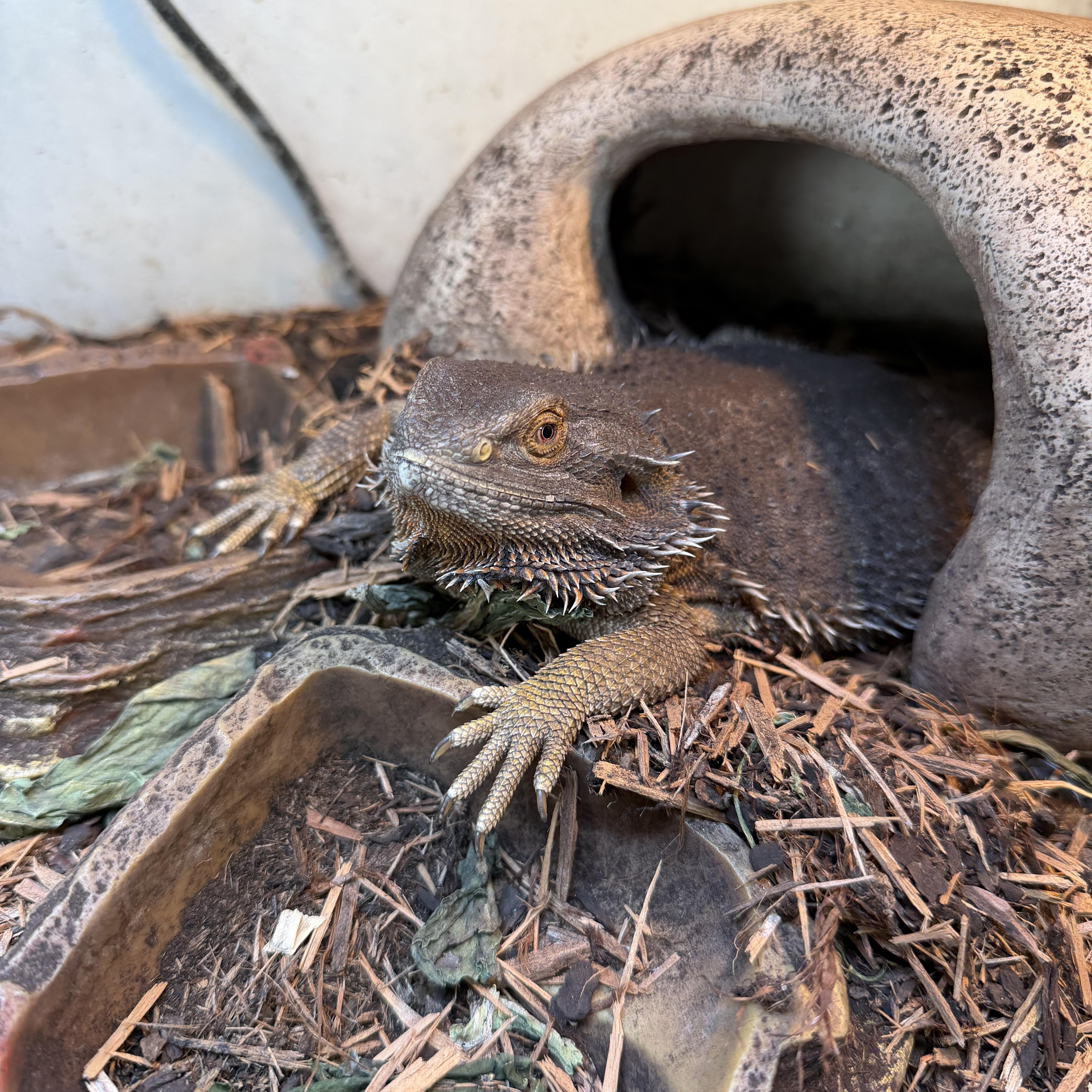 Enlarge Fat Carlton, a ADOPTABLE Bearded Dragon in Muncie, IN image 3/3