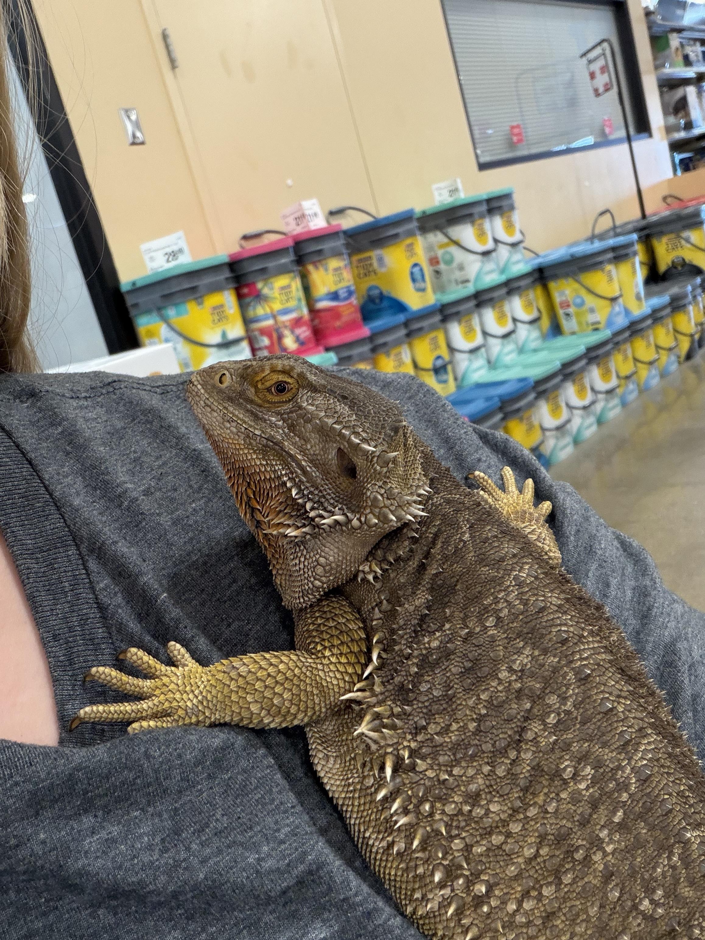 Enlarge Fat Carlton, a ADOPTABLE Bearded Dragon in Muncie, IN image 2/3