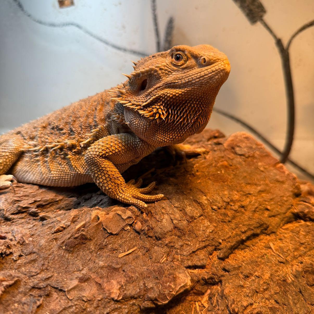 Enlarge Carlton, a ADOPTABLE Bearded Dragon in Yorktown, IN image 1/1