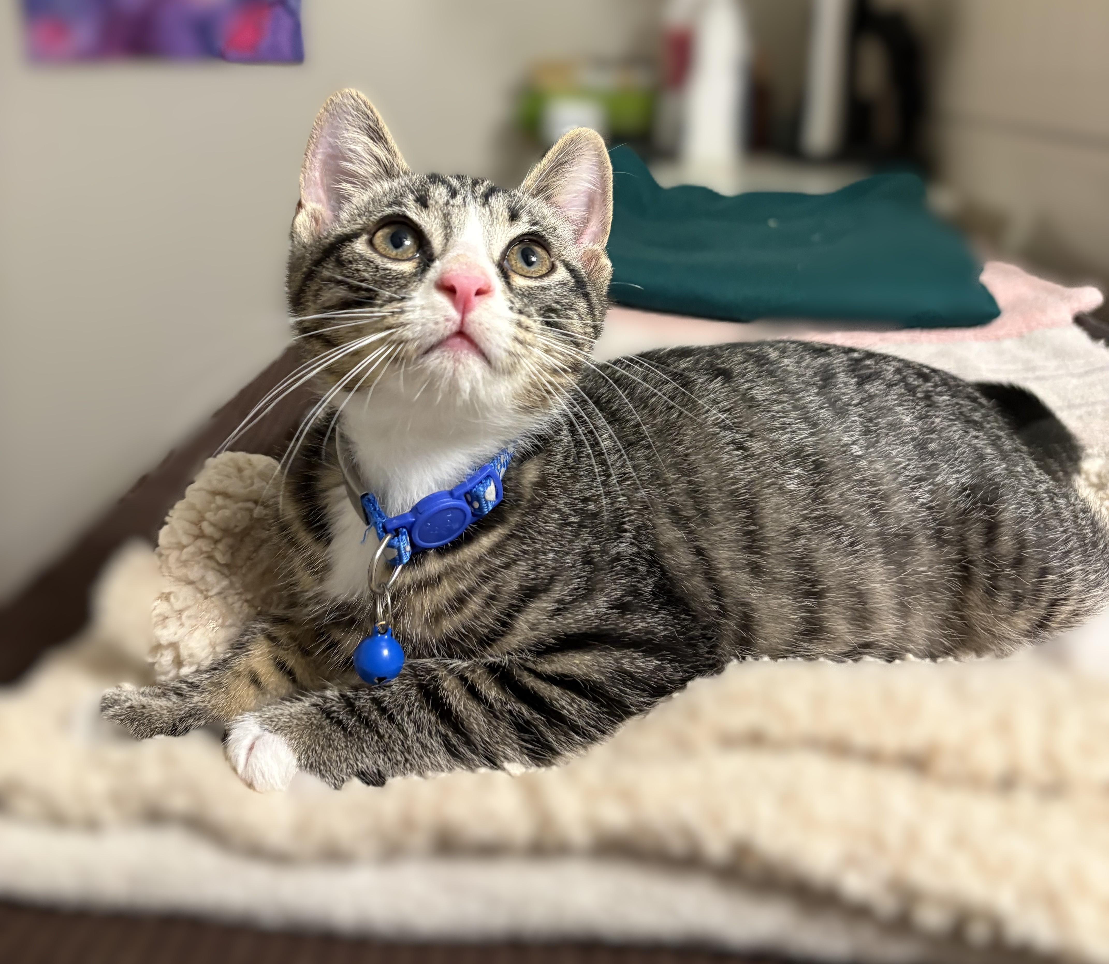 Basmati, adopted, Kitten Female Tabby.