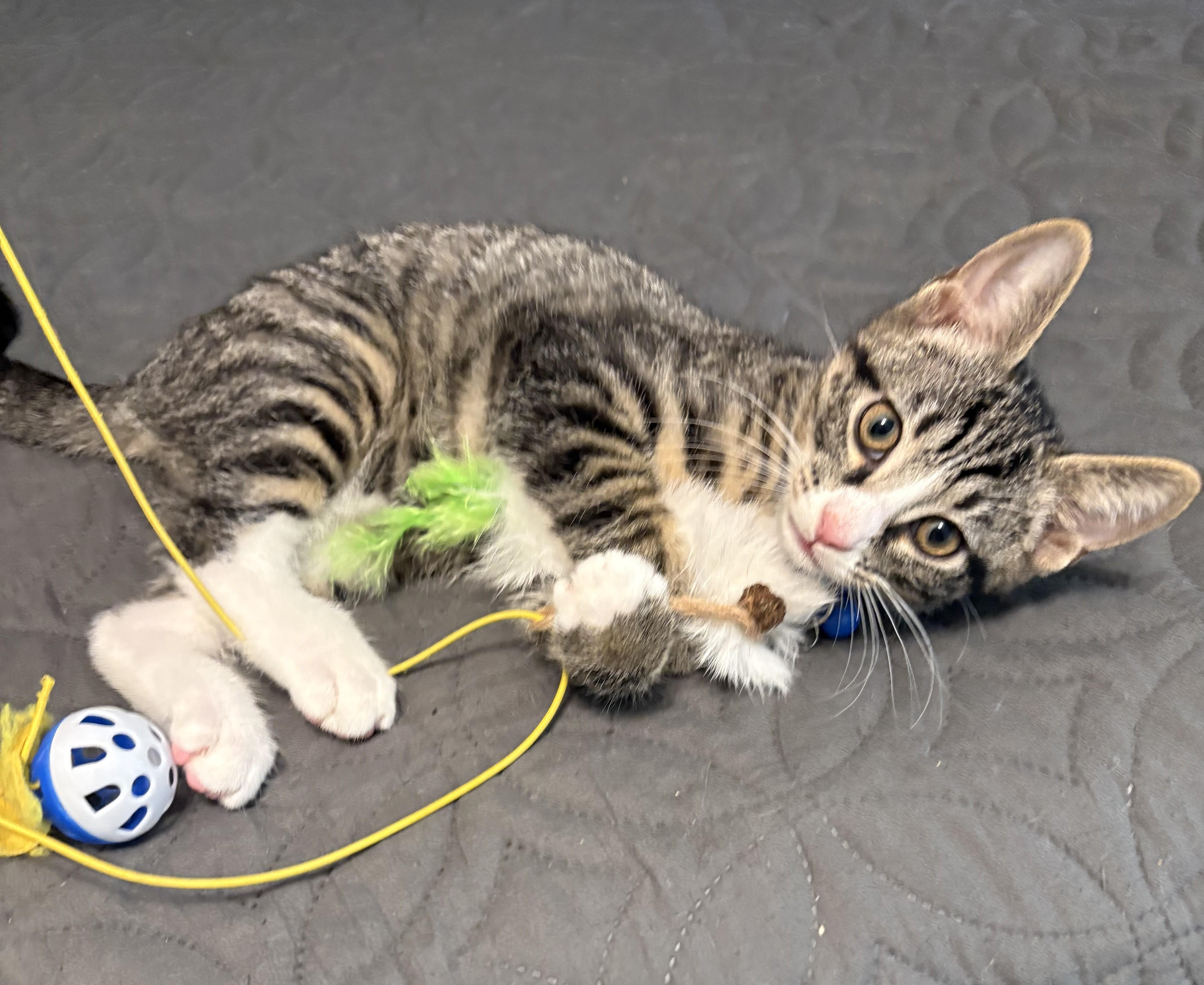Basmati, an adopted Tabby in New Albany, OH image 2/3