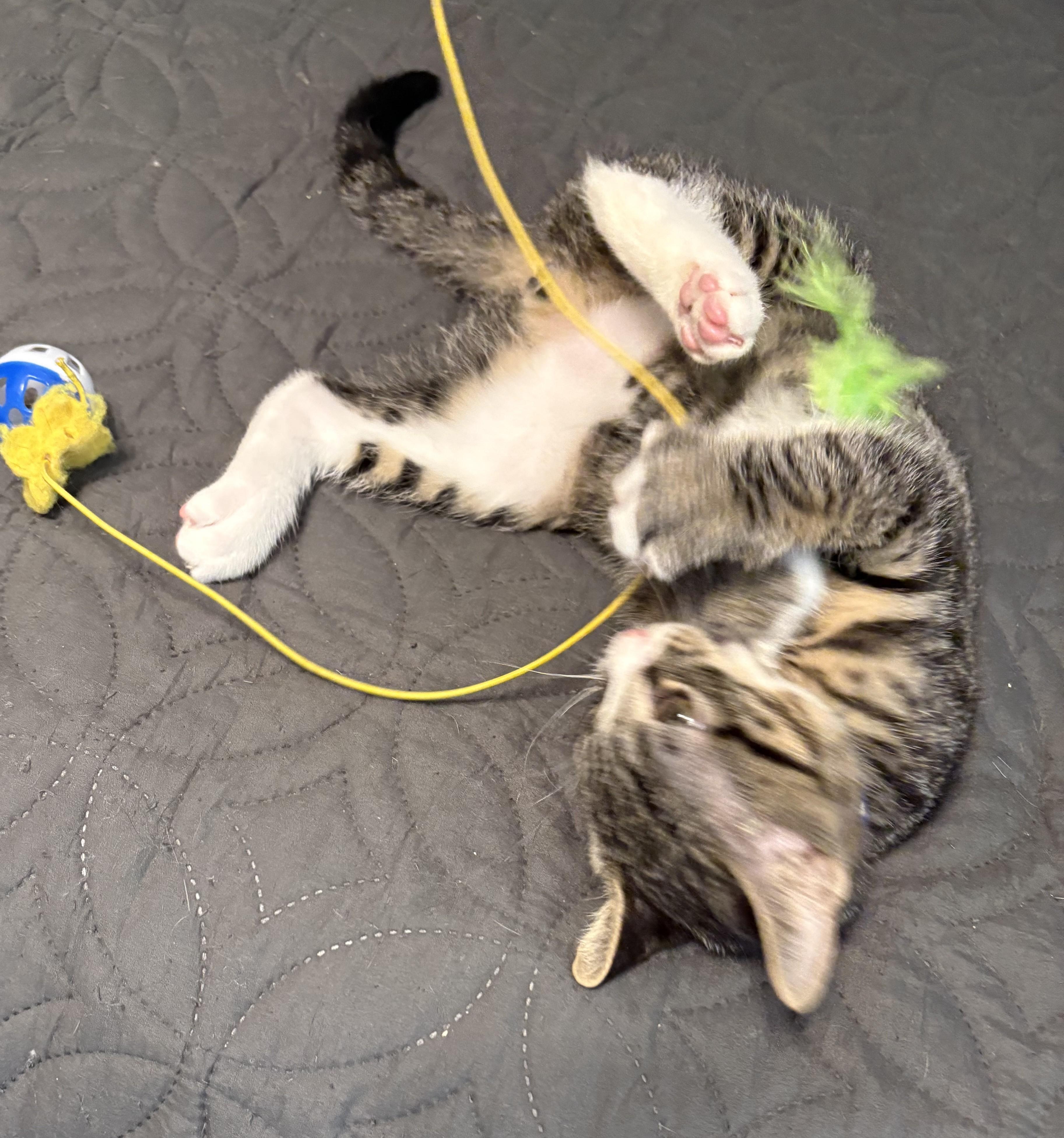 Basmati, an adopted Tabby in New Albany, OH image 3/3