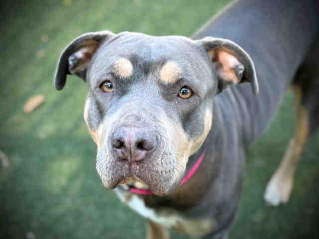 MAGGIE, Adoptable, Adult Female Pit Bull Terrier.