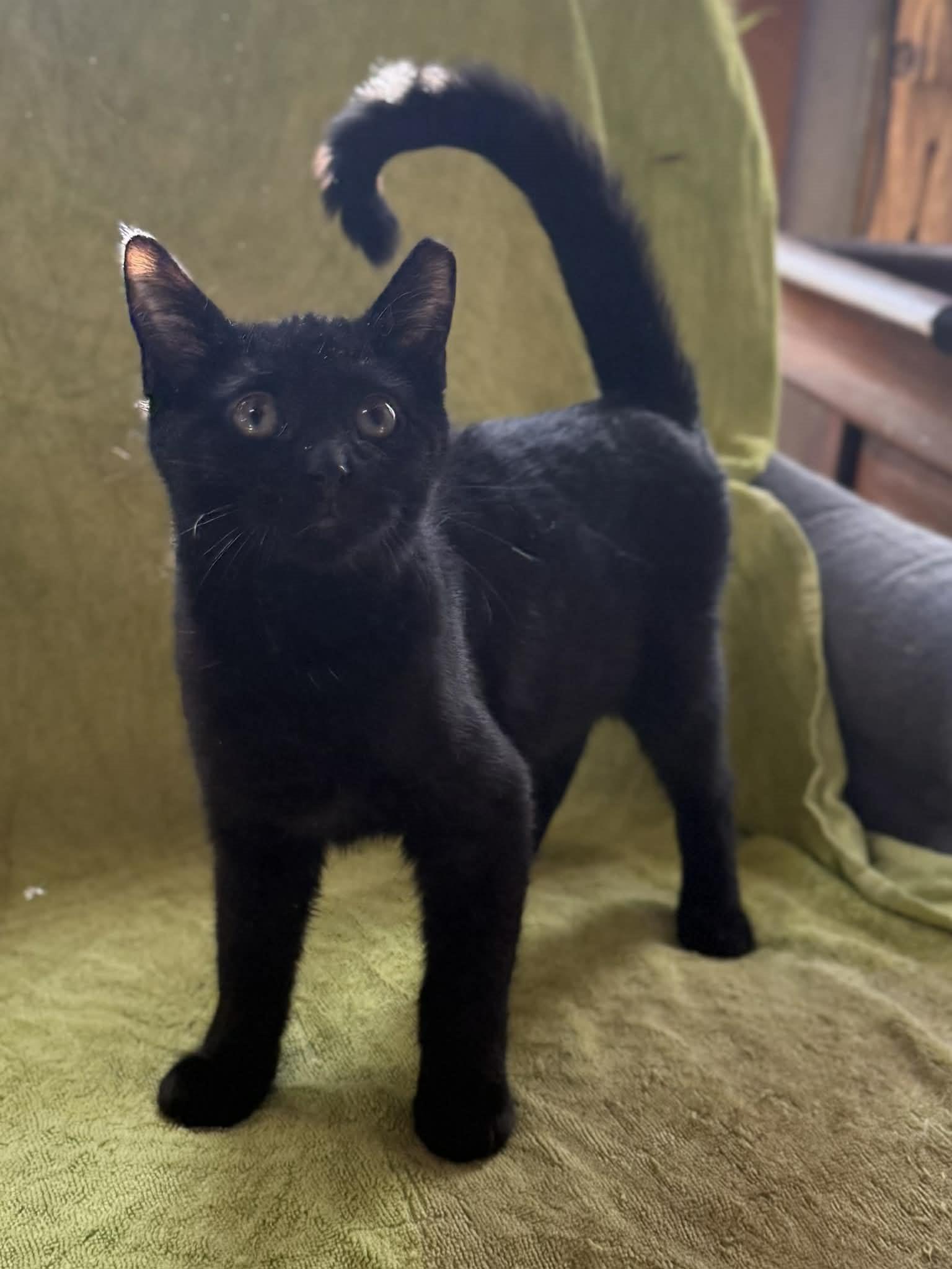 Enlarge Ivan, a Adoptable Domestic Short Hair in Rome, PA image 1/1