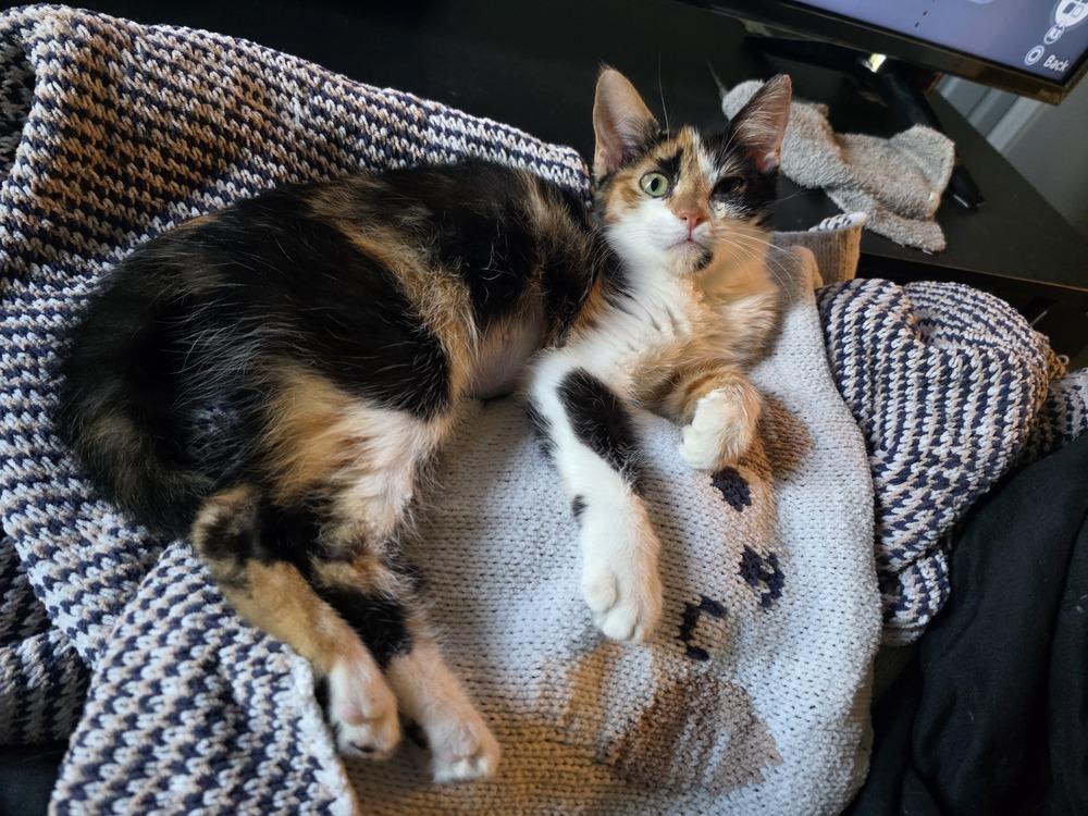 Hawkeye, Adoptable, Young Female Domestic Short Hair.