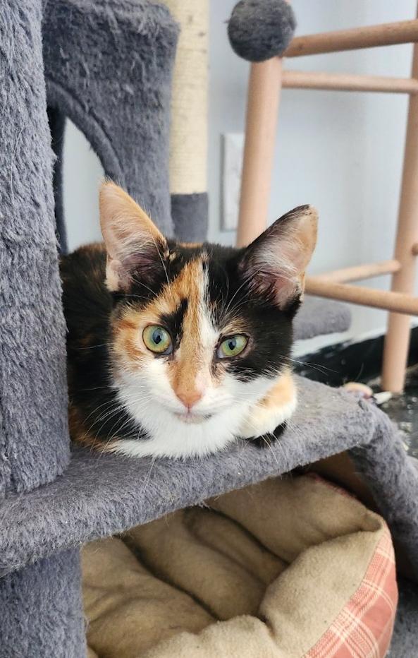 Enlarge Hawkeye, a Adoptable Domestic Short Hair in Lewisburg, TN image 2/3