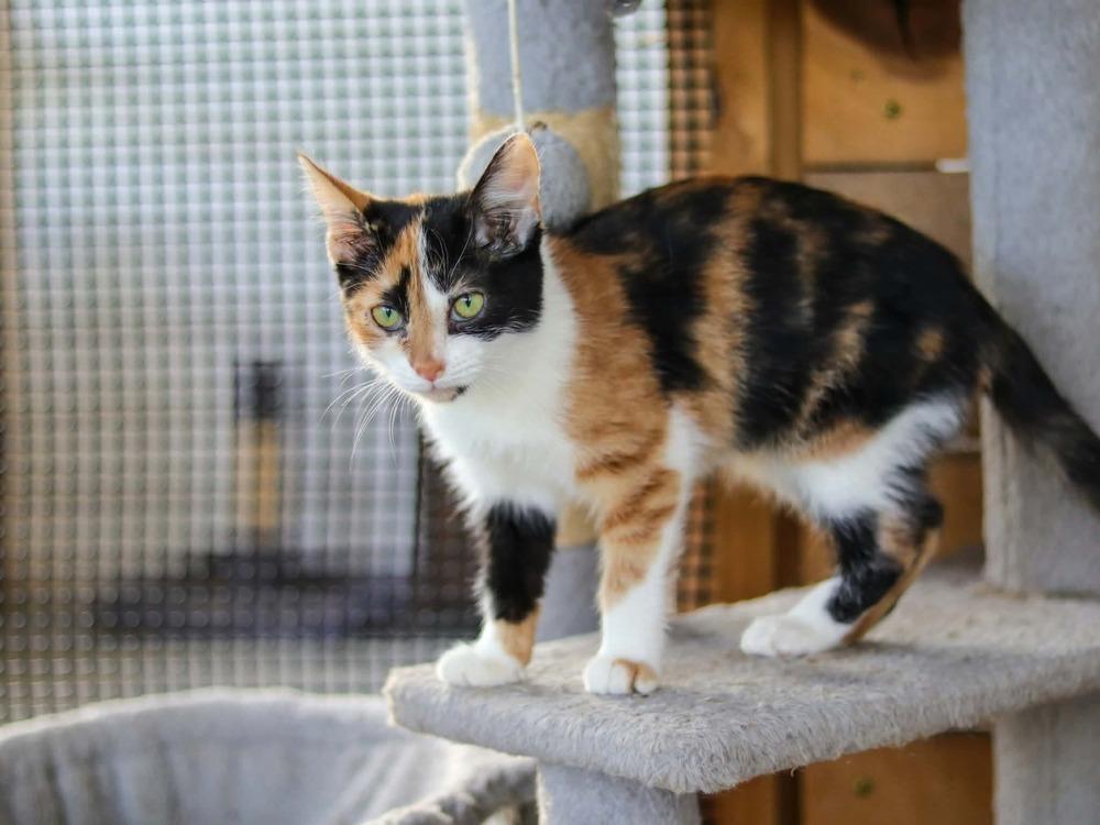 Enlarge Hawkeye, a Adoptable Domestic Short Hair in Lewisburg, TN image 3/3