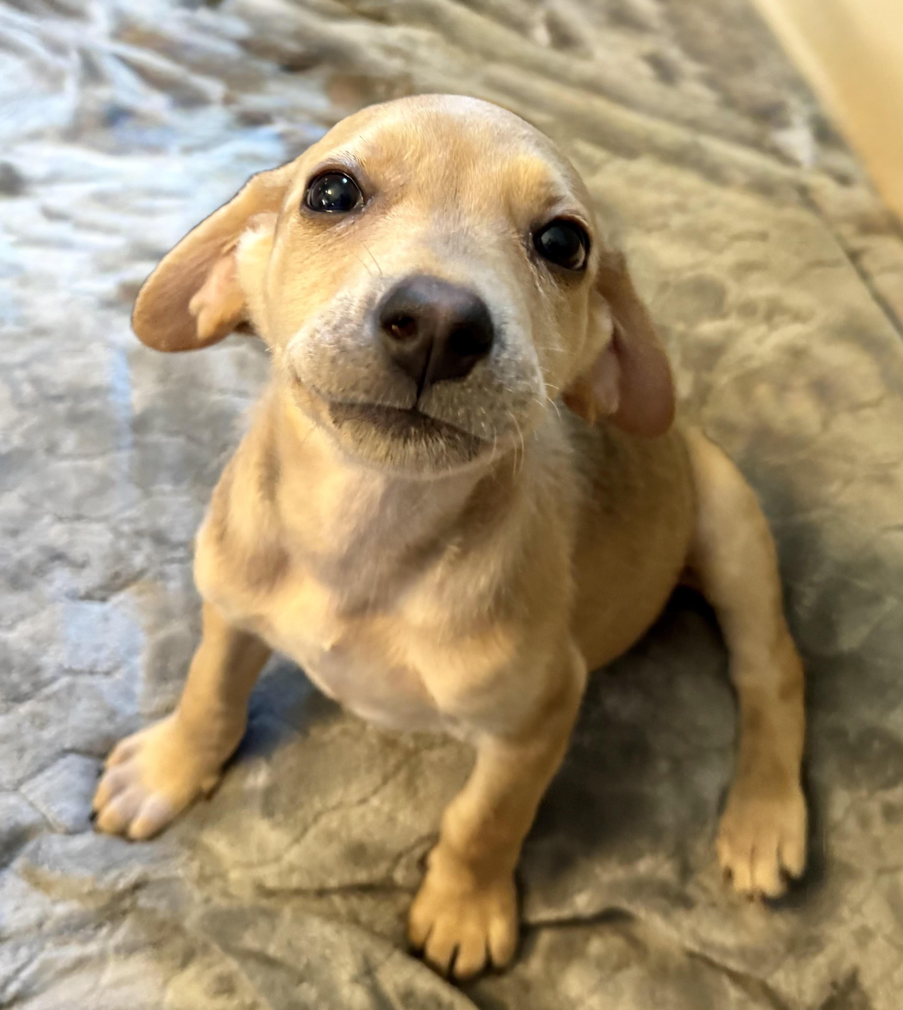 Ember, a ADOPTABLE mixed breed in Maiden, NC image 3/4