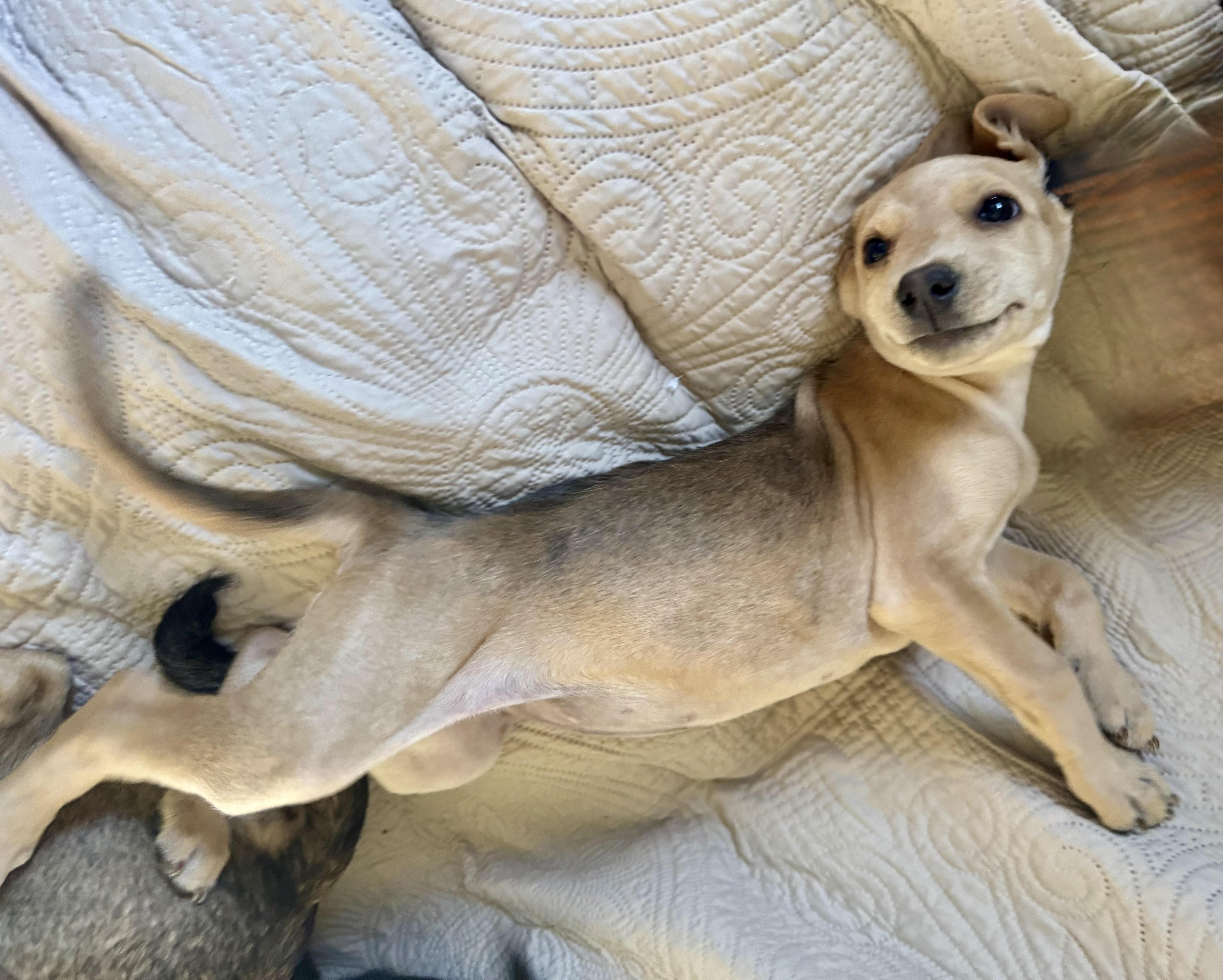 Ember, a ADOPTABLE mixed breed in Maiden, NC image 2/4