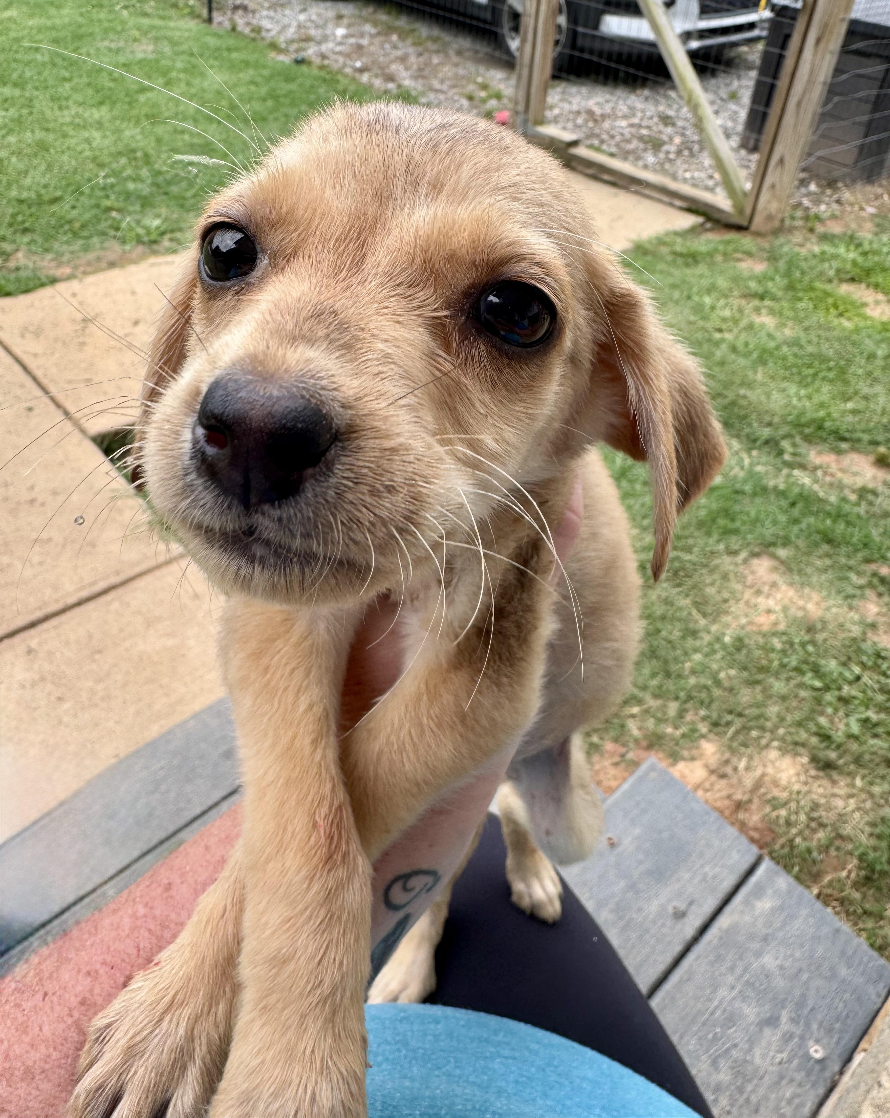 Ember, a ADOPTABLE mixed breed in Maiden, NC image 4/4