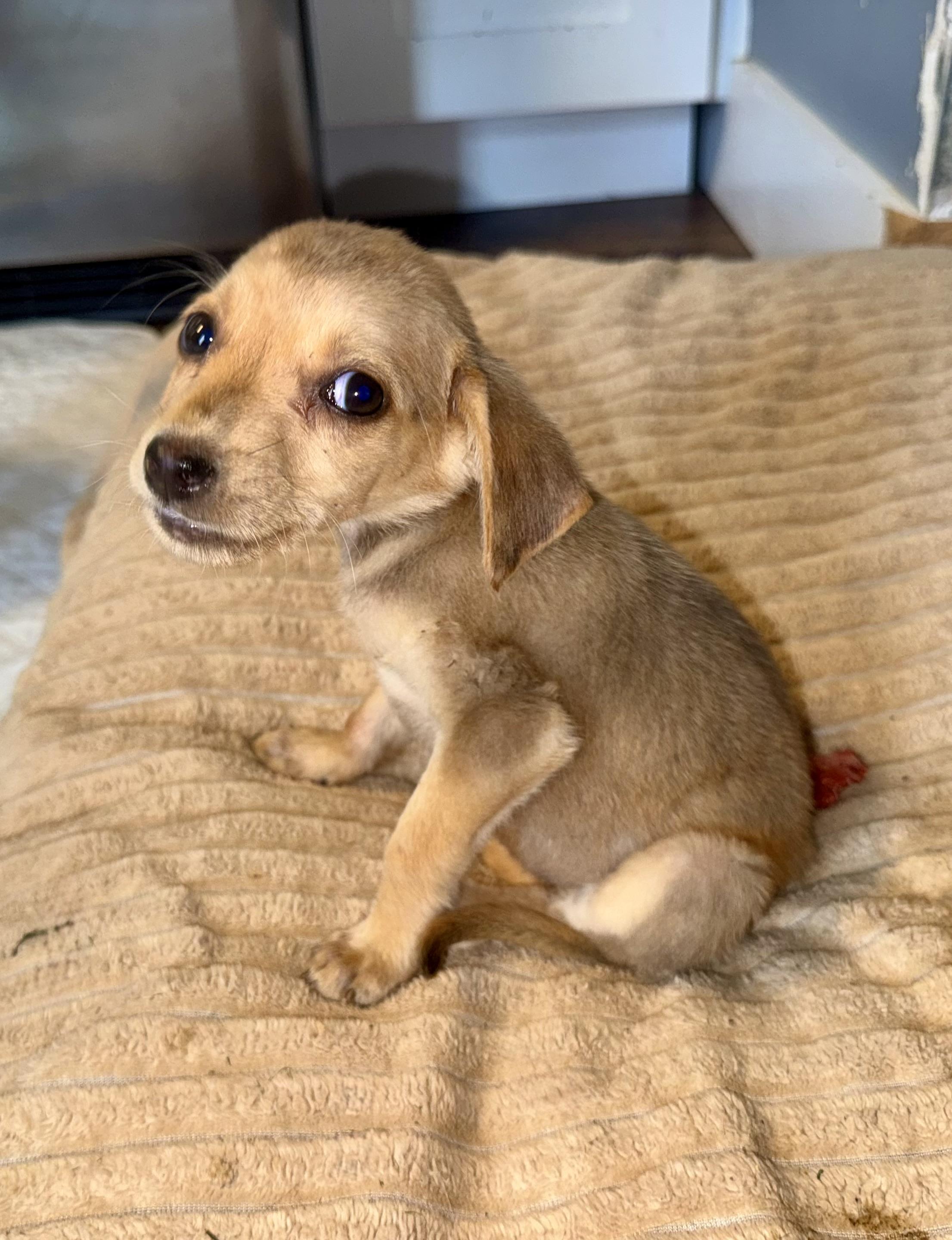 Ember, ADOPTABLE, Puppy Female Hound.