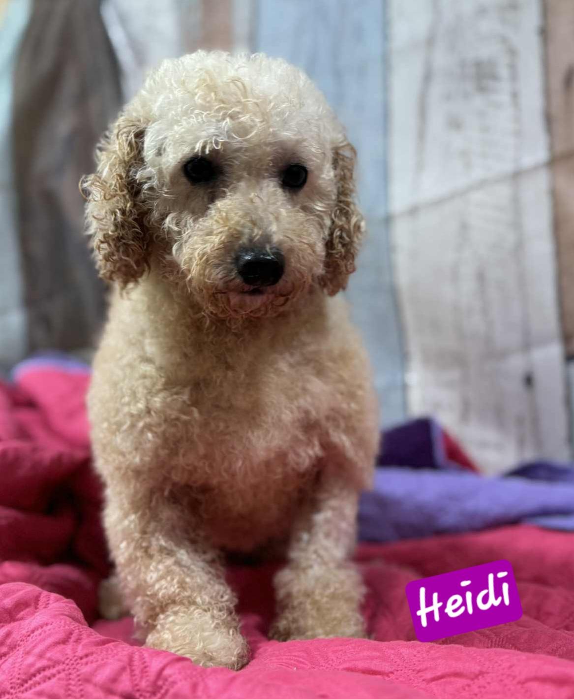 Heidi