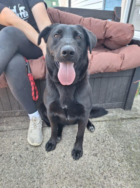 Enlarge Rosemary, an adoptable mixed breed in Parma, OH image 2/5