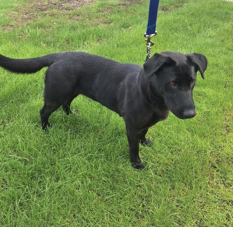 Enlarge Rosemary, a Adoptable mixed breed in Parma, OH image 2/2