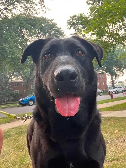 Rosemary, Adoptable, Young Female Black Labrador Retriever.