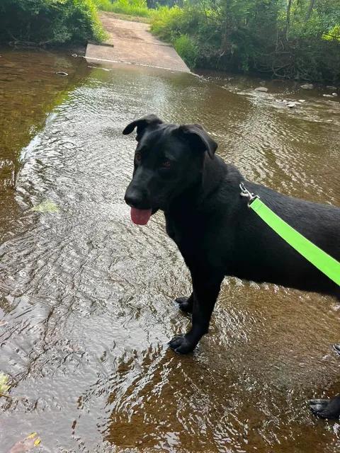Rosemary, a Adoptable mixed breed in Parma, OH image 4/5
