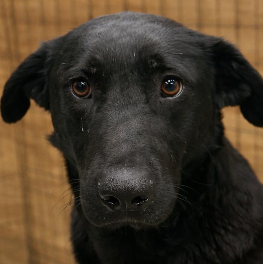 Rosemary, Adoptable, Young Female Black Labrador Retriever.