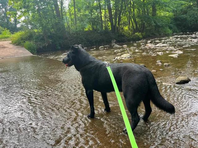 Rosemary, a Adoptable mixed breed in Parma, OH image 5/5