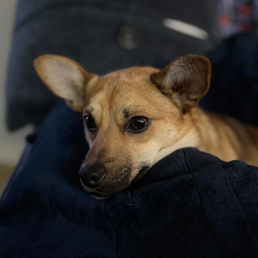 Enlarge John, a Adoptable mixed breed in Vallejo, CA image 1/6