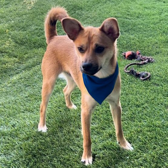 Enlarge John, a Adoptable mixed breed in Vallejo, CA image 2/6